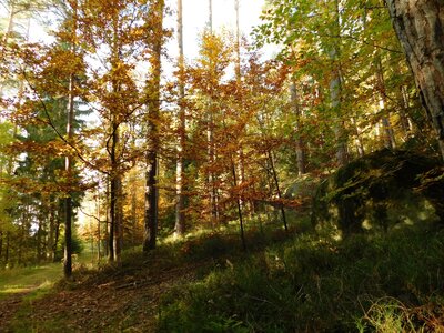 Foto des Albums: Herbststimmung