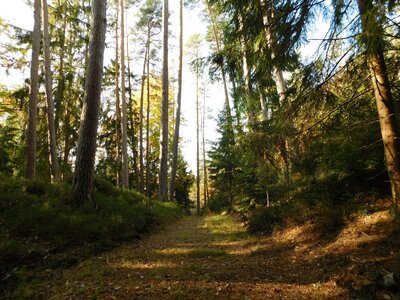 Foto des Albums: Herbststimmung