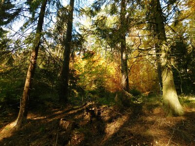 Foto des Albums: Herbststimmung