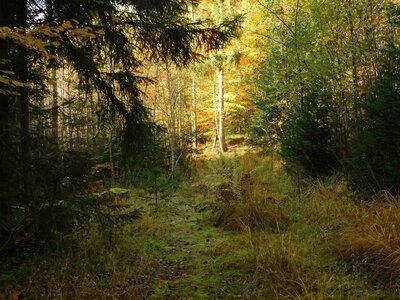 Foto des Albums: Herbststimmung