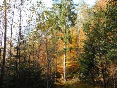 Foto des Albums: Herbststimmung
