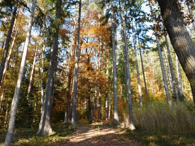 Foto des Albums: Herbststimmung