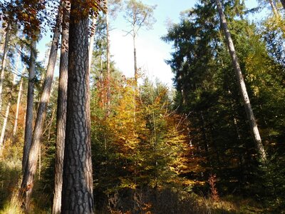 Foto des Albums: Herbststimmung