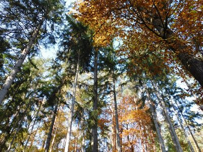 Foto des Albums: Herbststimmung