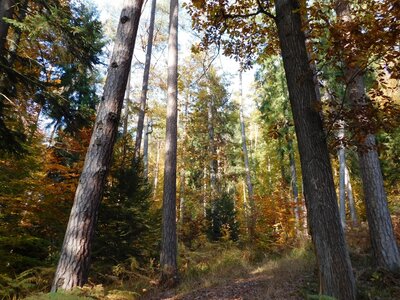 Foto des Albums: Herbststimmung