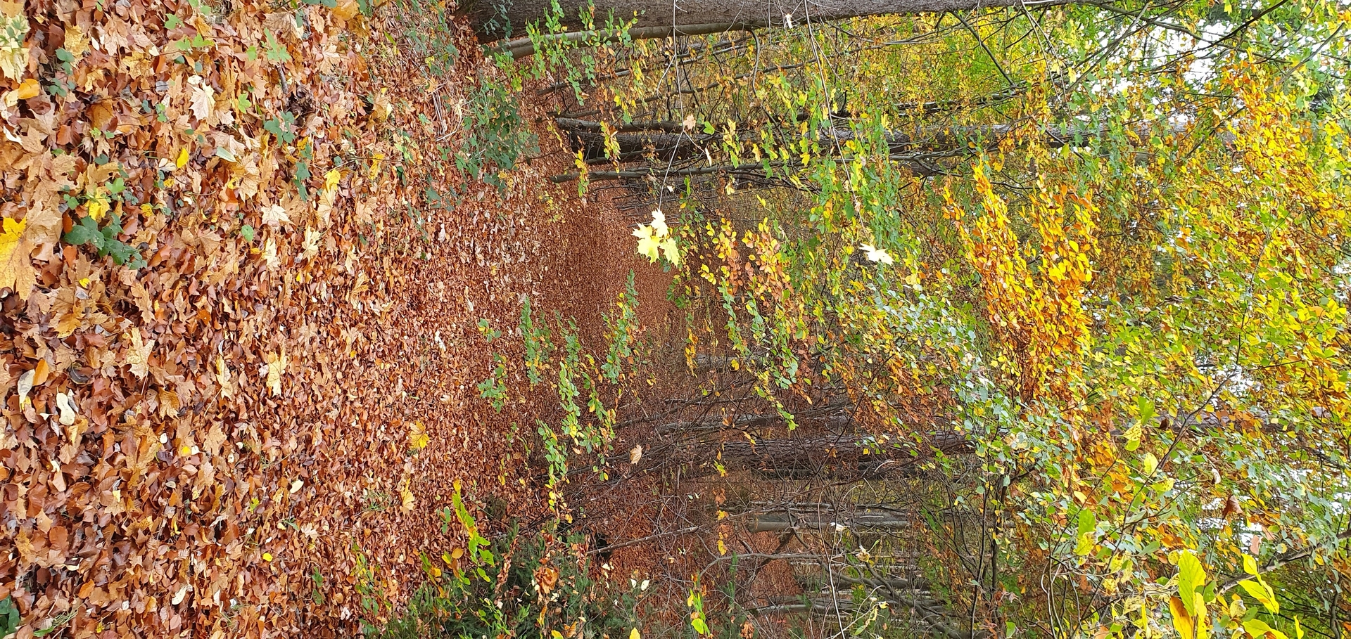 Bild: 20191026 162132 1