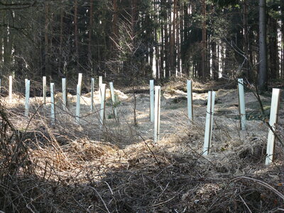 Foto des Albums: Forstschutz