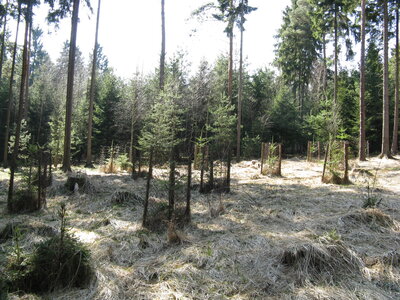 Foto des Albums: Forstschutz