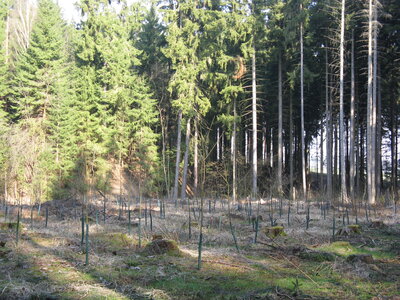 Foto des Albums: Forstschutz