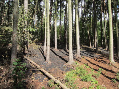 Foto des Albums: Forstschutz