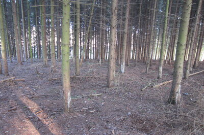 Foto des Albums: Forstschutz