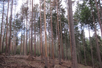 Foto des Albums: Forstschutz