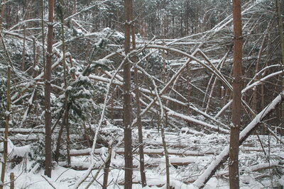 Foto des Albums: Forstschutz