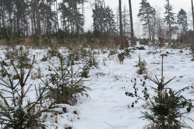 Foto des Albums: Forstschutz