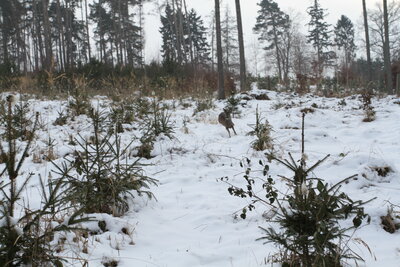 Foto des Albums: Forstschutz