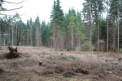 Foto des Albums: Waldbau