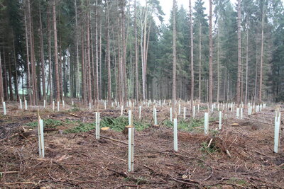 Foto des Albums: Waldbau
