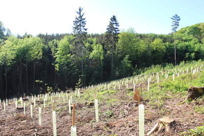 Foto des Albums: Waldbau