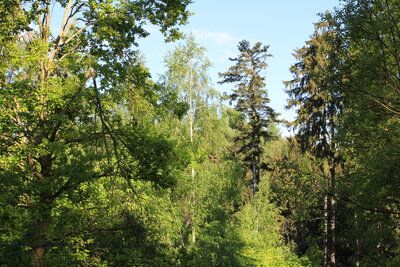 Foto des Albums: Waldbau