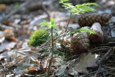 Foto des Albums: Waldbau