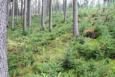 Foto des Albums: Waldbau