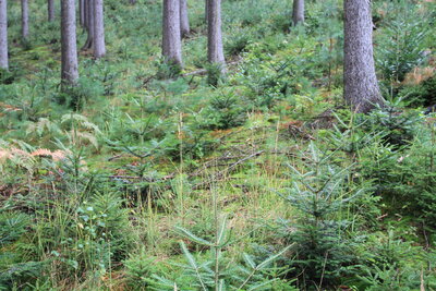 Foto des Albums: Waldbau