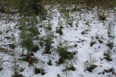 Foto des Albums: Waldbau