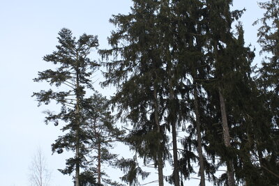Foto des Albums: Waldbau
