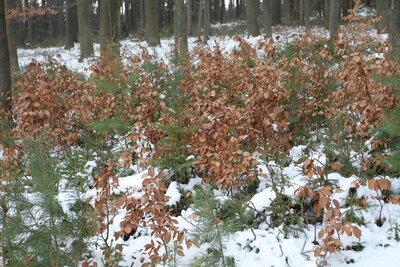 Foto des Albums: Waldbau