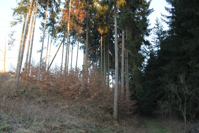 Foto des Albums: Waldbau