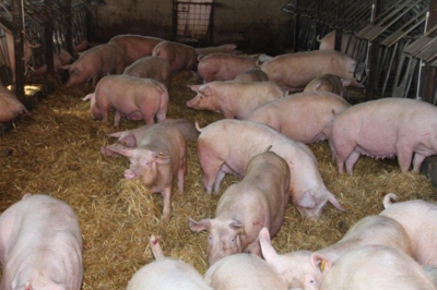 Foto des Albums: Zukunftstag: Tiere füttern, Trecker fahren und Grünland pflegen