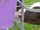 Foto des Albums: Zukunftstag 2015: Tiere am beliebtesten bei Schülern