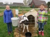 Foto des Albums: Zukunftstag 2015: Tiere am beliebtesten bei Schülern