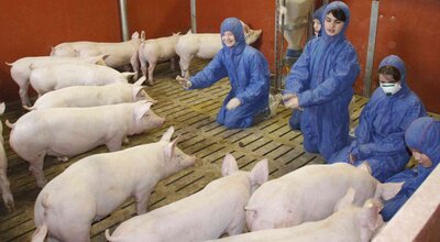 Foto des Albums: „Schweine mega süß“ - Gymnasium Salzhausen zu Gast bei Carsten Beecken