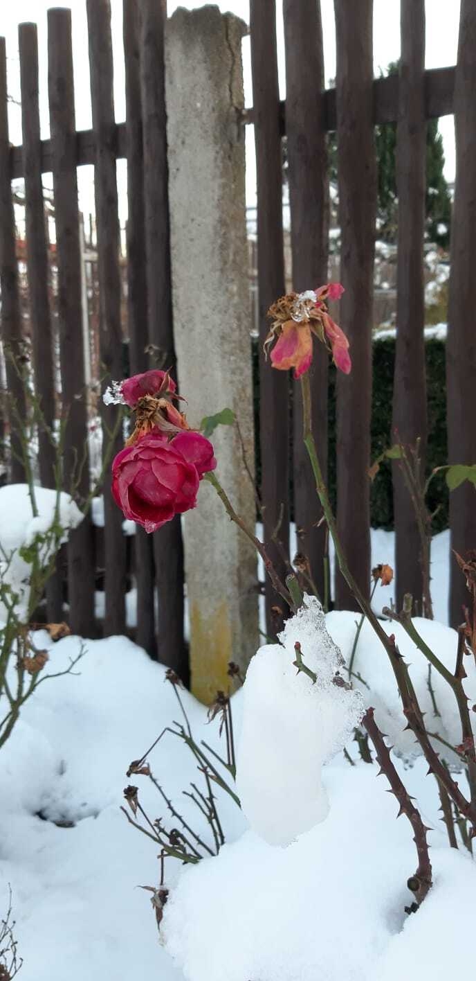 Bild : Spaziergang durch Rieder im Winter (14)