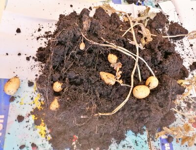 SU 5  (Bild vergr&ouml;&szlig;ern)