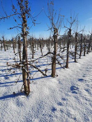 Foto des Albums: Wintereinbruch in Seester (30.01.2021)