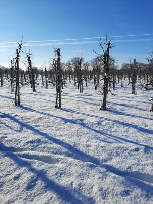 Foto des Albums: Wintereinbruch in Seester (30.01.2021)