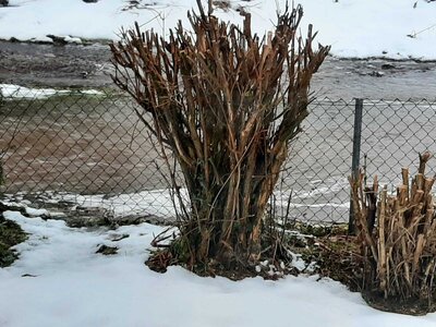 Foto des Albums: Hochwasser