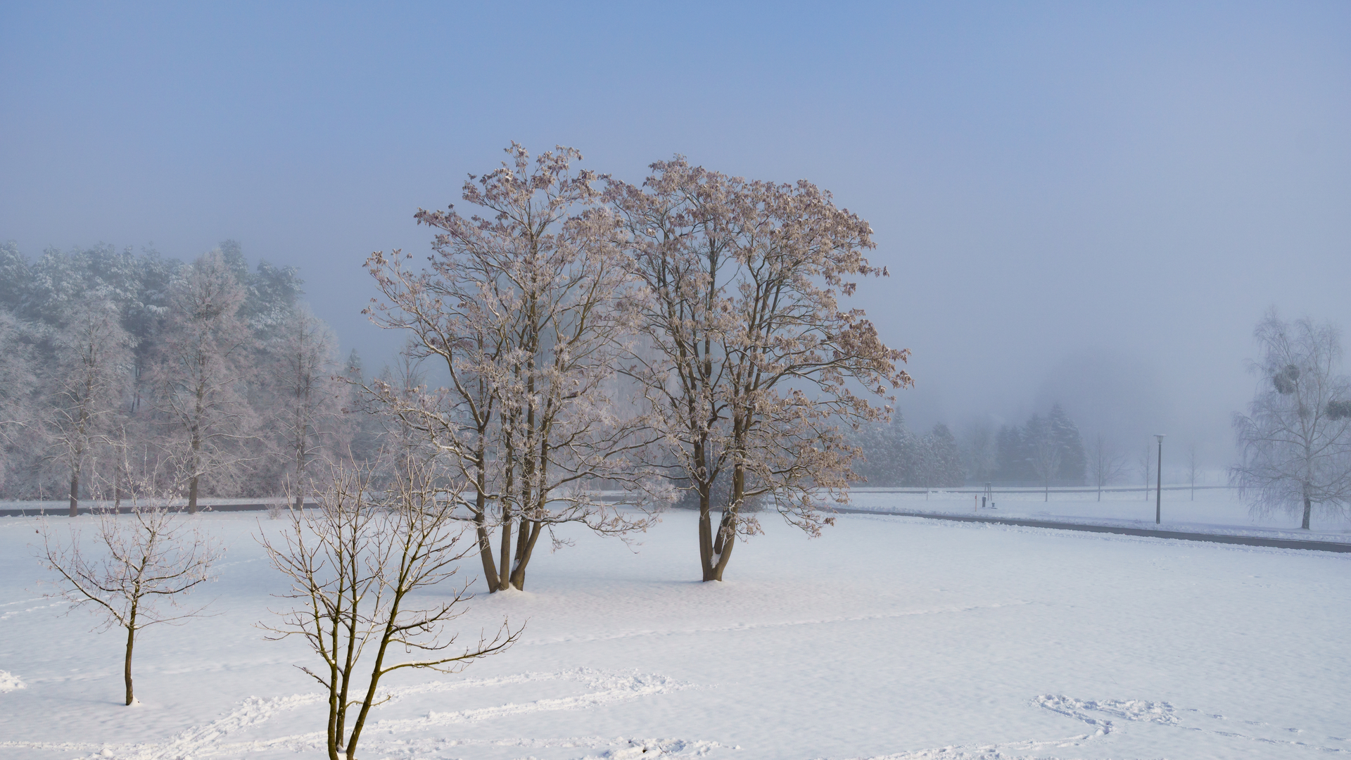 Bild: 2021 Bäume im Schnee W.-D. Lüdeke