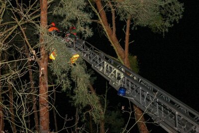 Foto des Albums: Einsatz 022/2021 - vier Bäume