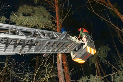 Foto des Albums: Einsatz 022/2021 - vier Bäume