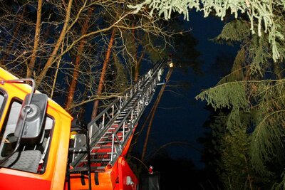Foto des Albums: Einsatz 022/2021 - vier Bäume