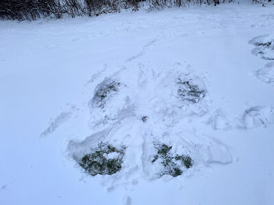 Vor dem Tauwetter entstanden Schneeengel. Foto: Privat  (Bild vergr&ouml;&szlig;ern)