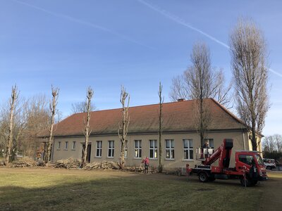 Foto des Albums: Baumschnitt am Pappelrondel vor Schloss Paretz (19.02.2021)
