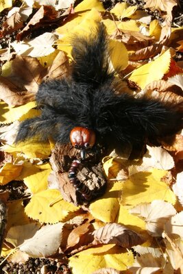 Foto des Albums: Herbstzauber