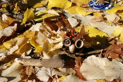 Foto des Albums: Herbstzauber