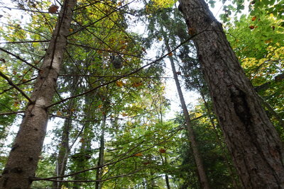 Foto des Albums: Klettergarten