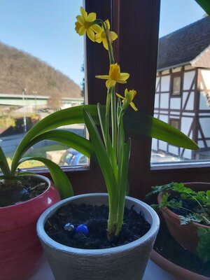 Foto des Albums: Frühblüher Jahrgang 2