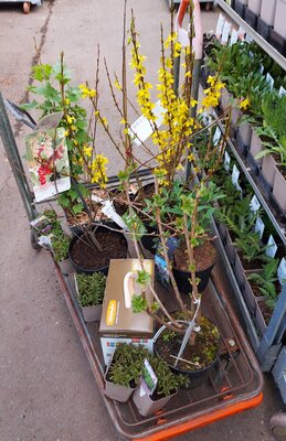 Pflanzenspende Gartenfachmarkt Richter 09.04.21 